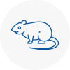 Rat Control Upper Norwood
